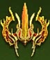 Firebirds-plume-icon.jpg